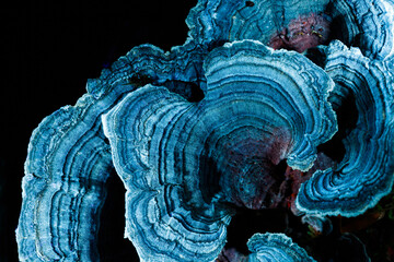 tree mushroom under ultraviolet light. blue and dark background