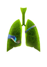 Abstract 3D Lungs On A White Background. Grass Lungs Planet Isolated