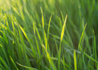 fresh green grass in the sun 2