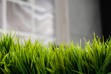 Artificial green grass in the office, decoration and decor for office or home