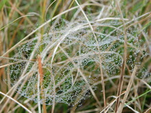 Closeup Of A Dew Covered Spider Web Spun Over Grass Blades, Displaying The Bright Shimmering Water Droplets 