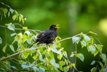 Beautiful Blackbird (Turdus Merula) Sitting And Sings On The Branch