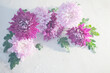 pink and purple chrysanthemum in raindrops on white background