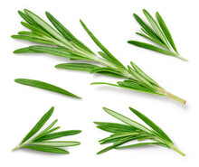 Rosemary. Rosemary Isolated On White Background. Top View Rosemary Twig Set. Green Herbs Isolated On White. Flat Design.