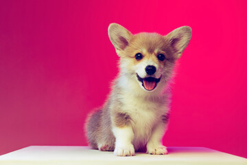 Smiling fluffy puppy of Welsh corgi dog isolated on magenta color background. Concept of breed, show, pets love, animal life.