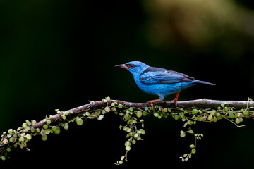 Canvas Print - The blue dacnis or turquoise honeycreeper (Dacnis cayana) is a small passerine bird. This male was sitting on a branch in the rainforest with a dark background and copy space.