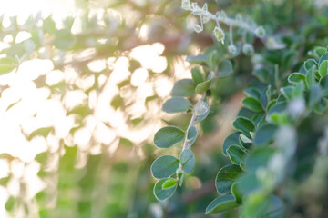 Wall Mural - fresh green branches on light green background, soft focus background