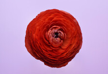One Beautiful Red Ranunculus Flower On A Pink Background. Buttercup Flower In Full Bloom