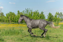 Horse Galloping In Enclosure In The Morning In Spring.