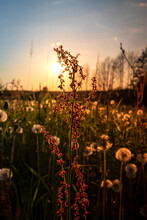 Vertical Photo Of A Red Field Flower At Sunrise. Spring And Summer Theme.