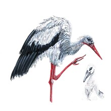 Watercolor Stork With A Baby Stork On A White Background. Hand-drawn Postcard Happy Mother's Day. A Newborn.