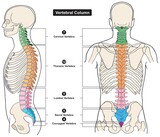 Fototapeta  - Vertebral column of human body anatomy infographic diagram medical science education spine vertebra cervical thoracic lumbar sacral coccygeal skull ribs sternum hipbone skeleton bone vector