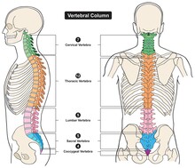 Vertebral Column Of Human Body Anatomy Infographic Diagram Medical Science Education Spine Vertebra Cervical Thoracic Lumbar Sacral Coccygeal Skull Ribs Sternum Hipbone Skeleton Bone Vector