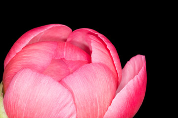 Poster - close up of fresh pink peony flower against black