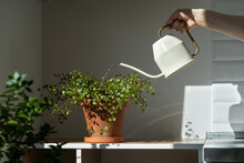 Woman Watering Potted Muehlenbeckia Houseplant On The Table At Home, Using White Metal Watering Can, Taking Care. Hobby, Indoor Gardening, Plant Lovers.