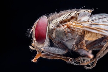 macro of a fly