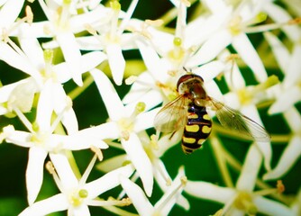 Poster - bee on a flower