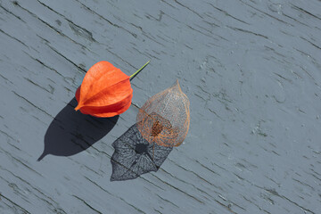 Photo filter backdrop made of two red ripe and delicate filigree skeleton physalis flowers on wooden grey background. Backlit flowers, summer sunlight and shadows