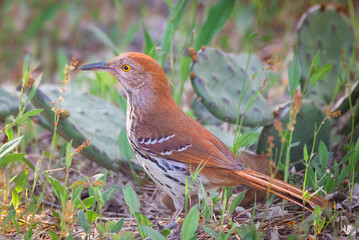 Wall Mural - a brown thrasher, toxostoma rufum, on the ground with prickly pear cactus.