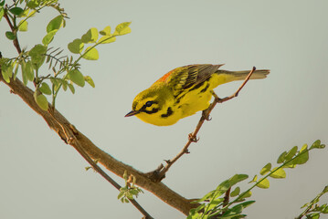 Wall Mural - a male prairie warbler, setophaga discolor, on a twig is about to flight.