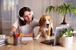 A young teenage girl is sitting at a desk with her beagle dog and looking at a laptop screen. The concept of home schooling, distance education, online learning of foreign languages. 