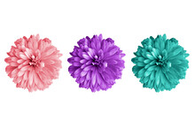 Top Veiw, Set Chrysanthemums Flowers Three Color Blossom Blooming  Isolated On White Background For Stock Photo Or Illustration, Summer Plants, Pink Violet Cyan Colours