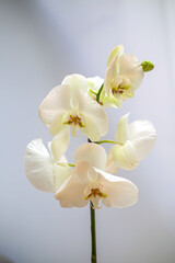 Sticker - Beautiful tropical orchid flower. isolated white orchid flower. white background