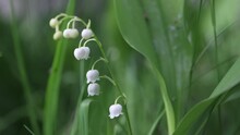 White Lily Of The Valley Flowers And Young Green Leaves