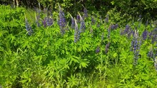 Blue And Purple Lupine Flowers On A Summer Day