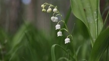 White Lily Of The Valley Flowers And Young Green Leaves