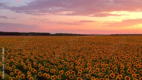 Papier Peint - Spectacular sunset over a sunflower field. Filmed in UHD 4k video.