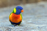 Fototapeta Tęcza - small colorful parrot 