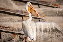 Pelican Resting On Dam