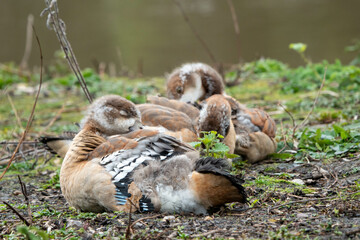 Wall Mural - egyptian geese goslings asleep at the edge of the pond