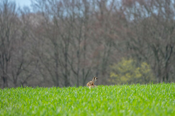 Poster - wild brown hare sitting in the grass in a meadow animal with long ears with distinctive black tips