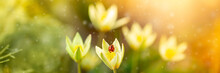 Spring Flowers Under The Rays Of Sunlight. Ladybug On Snowdrops Close-up. Beautiful Landscape Of Nature. Hi Spring. Beautiful Flowers On A Green Meadow.