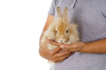 adorable bunny in woman hands isolated on white background,  young fluffy rabbit is being take care by senior farmer