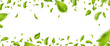 Green flying leaves frame. Organic cosmetic pattern border. Fresh tea background. Leaf falling. Wave foliage ornament. Vegan, eco, bio design element. Beauty product. Vector illustration
