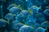Fototapeta  - Group of colorful monodactylus argenteus silver moonyfish swim in marina aquarium