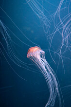 Chrysaora Achlyos Colorata Or Purple-striped Jellyfish Lives In Water Of Coast Of California