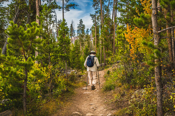 senior man hiking in colorado forest in autumn; pines trees on both sides