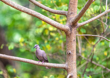 A Collar Dove With Side View