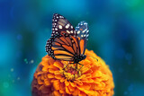 Fototapeta Kwiaty - Monarch butterfly and orange flower in the summer garden.