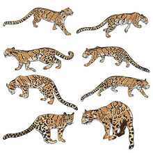 Leopard Set, Wild Cat Drawing, Clouded Leopard From Himalayan. Hand Drawn Wildcat Hunting. Vector.