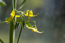 Yellow Tomato Flowers. Buds And Flowers Of Tomato. Selective Focus.