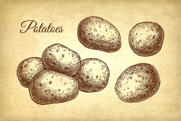 Wall Mural - potatoes set ink sketch.