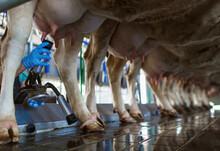 Cow Udder Closeup With Milking Machine, Cow Farm