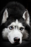 Fototapeta Psy - Studio portrait beautiful husky dog with blue eyes.