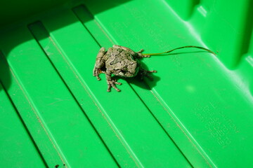 Cope's Gray tree frog was found outside sitting around.