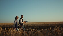 Two Farmers Inspecting Wheat Harvest In Golden Sunlight. Rural Landscape View.